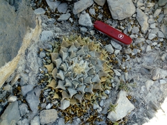 Ariocarpus retusus retusus