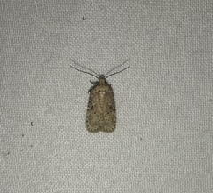 Agonopterix thelmae