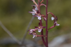 Corallorhiza maculata maculata
