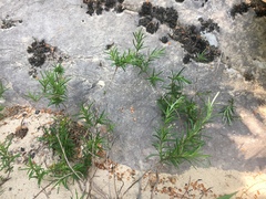 Conradina verticillata