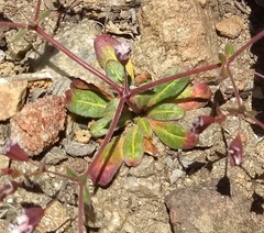 Sidotheca emarginata