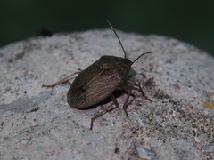 Caystrus obscurus