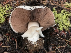 Agaricus moronii