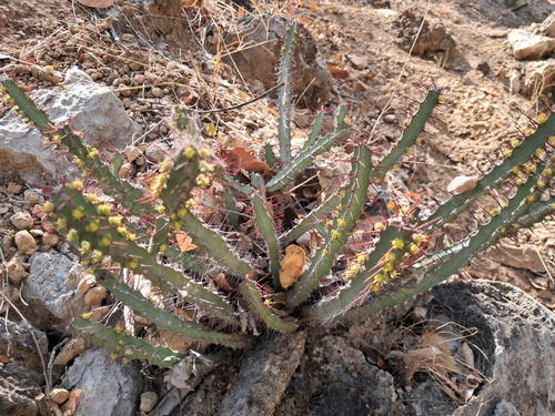Euphorbia otjipembana