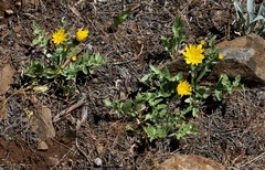 Crepis occidentalis