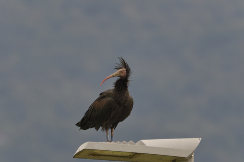 Ibis chauve