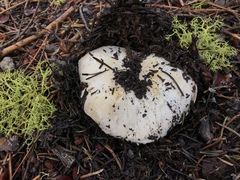 Agaricus moronii