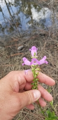Physostegia longisepala