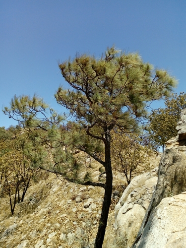 Egg-cone pine (Pinus oocarpa)