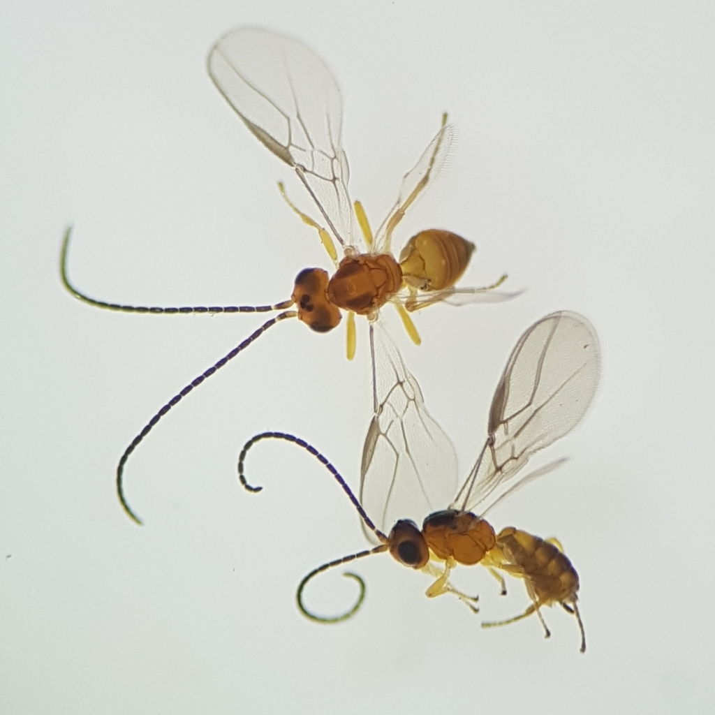 Genus Opius · iNaturalist United Kingdom