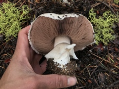 Agaricus moronii