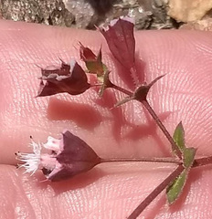 Sidotheca emarginata