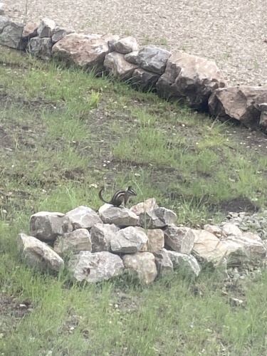 Gray-footed Chipmunk observed by emilycoronado