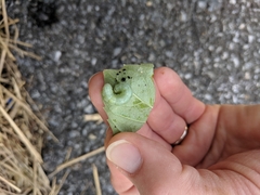 Lepidoptera