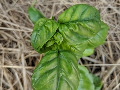 Lepidoptera