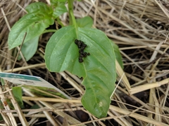 Lepidoptera