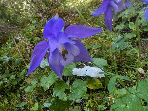 Alpine Columbine (Aquilegia alpina)