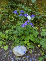 (c) Denis Bastianelli, some rights reserved (CC BY) Aquilegia alpina, photograph (c) Denis Bastianelli, some rights reserved (CC BY)