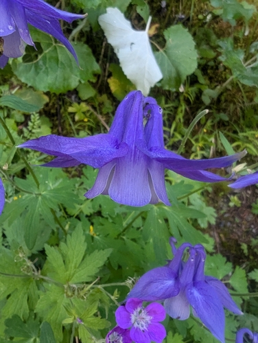 Aquilegia alpina, photograph 3