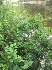 Spiraea virginiana