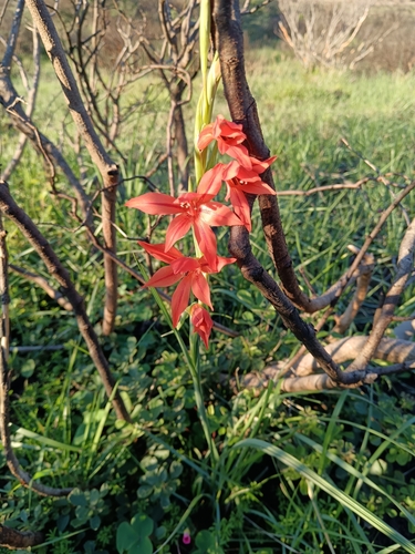 Image of Gladiolus watsonius by (c) bullwooding, some rights reserved (CC BY)