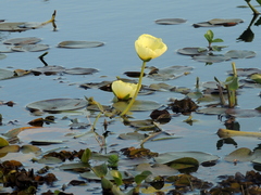 Hydrocleys nymphoides