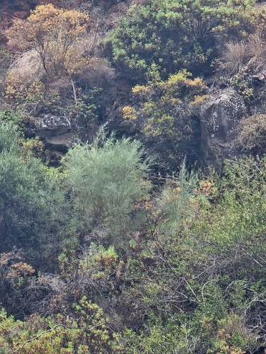 Image of Genista tenera by (c) Vítor Jorge, some rights reserved (CC BY)