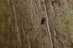 Mycetophagus californicus