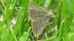 Zanclognatha pedipilalis