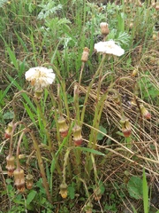 Tussilago farfara