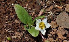 Hesperochiron pumilus