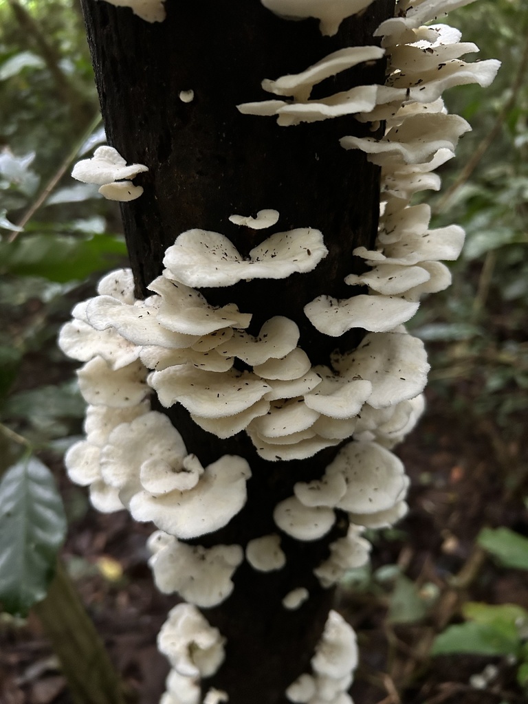 Favolus brasiliensis · July 2024 · photo: © thomazcallado (iNaturalist, cc-by)