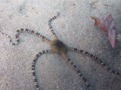 Brown Brittle Star, photo 5 of 10