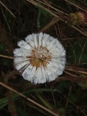 Tussilago farfara