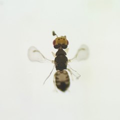 Cirrospilus