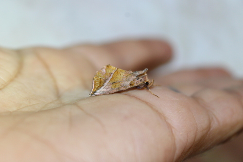 Straight-lined Looper Moth photo 4