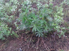 Lupinus polyphyllus
