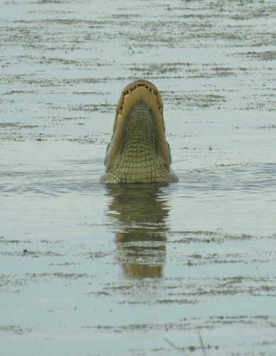 American Alligator photographed in Alabama