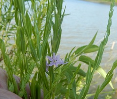 Lythrum alatum lanceolatum