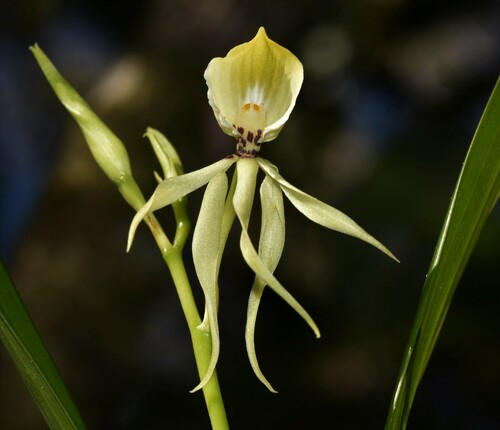 Prosthechea cochleata