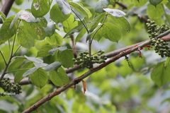 Bursera grandifolia