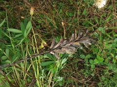Lupinus polyphyllus