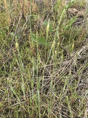 Alopecurus carolinianus