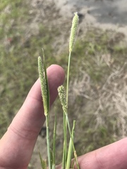 Alopecurus carolinianus