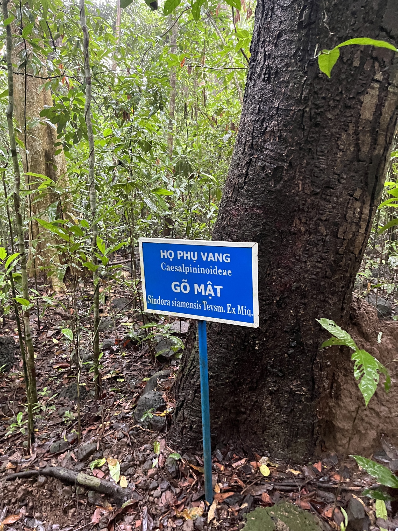Go Mat (Sindora siamensis)