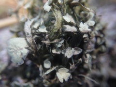 Ramalina leptocarpha