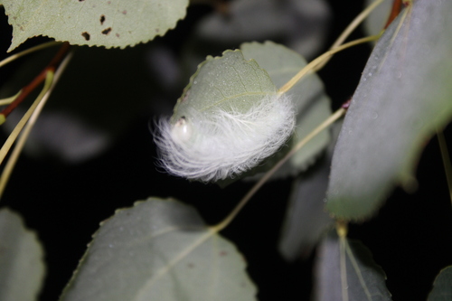 Cottonwood Dagger photo 5