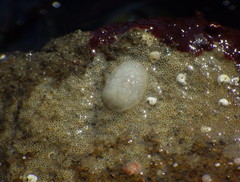 Onchidoris evincta