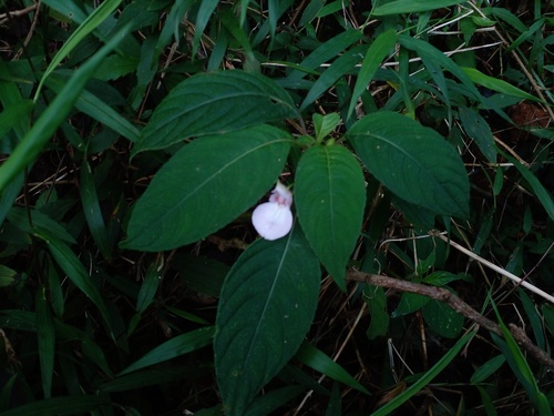 Impatiens truncata observed 2024-07-20