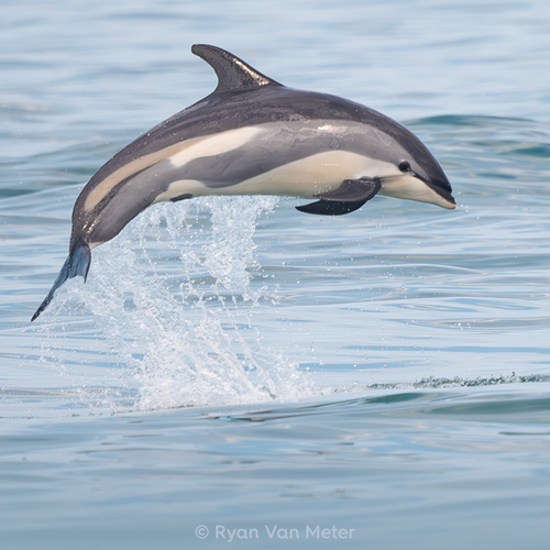Atlantic White-sided Dolphin photographed in Massachusetts